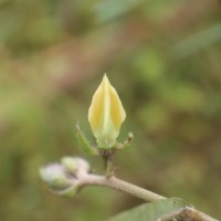 Crotalaria calycina Schrank